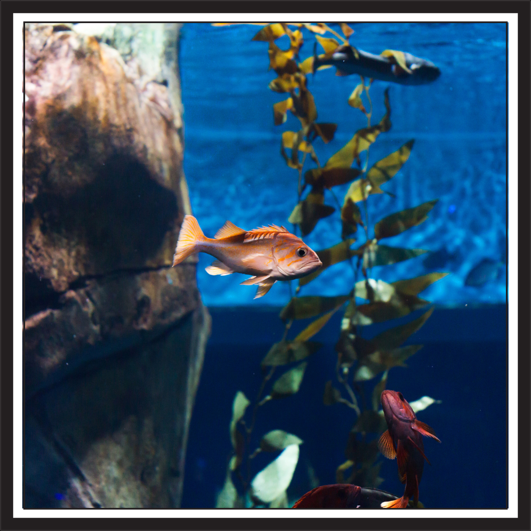 Colorful saltwater fish in a reef aquarium – representing Manta Systems’ expertise in reef care