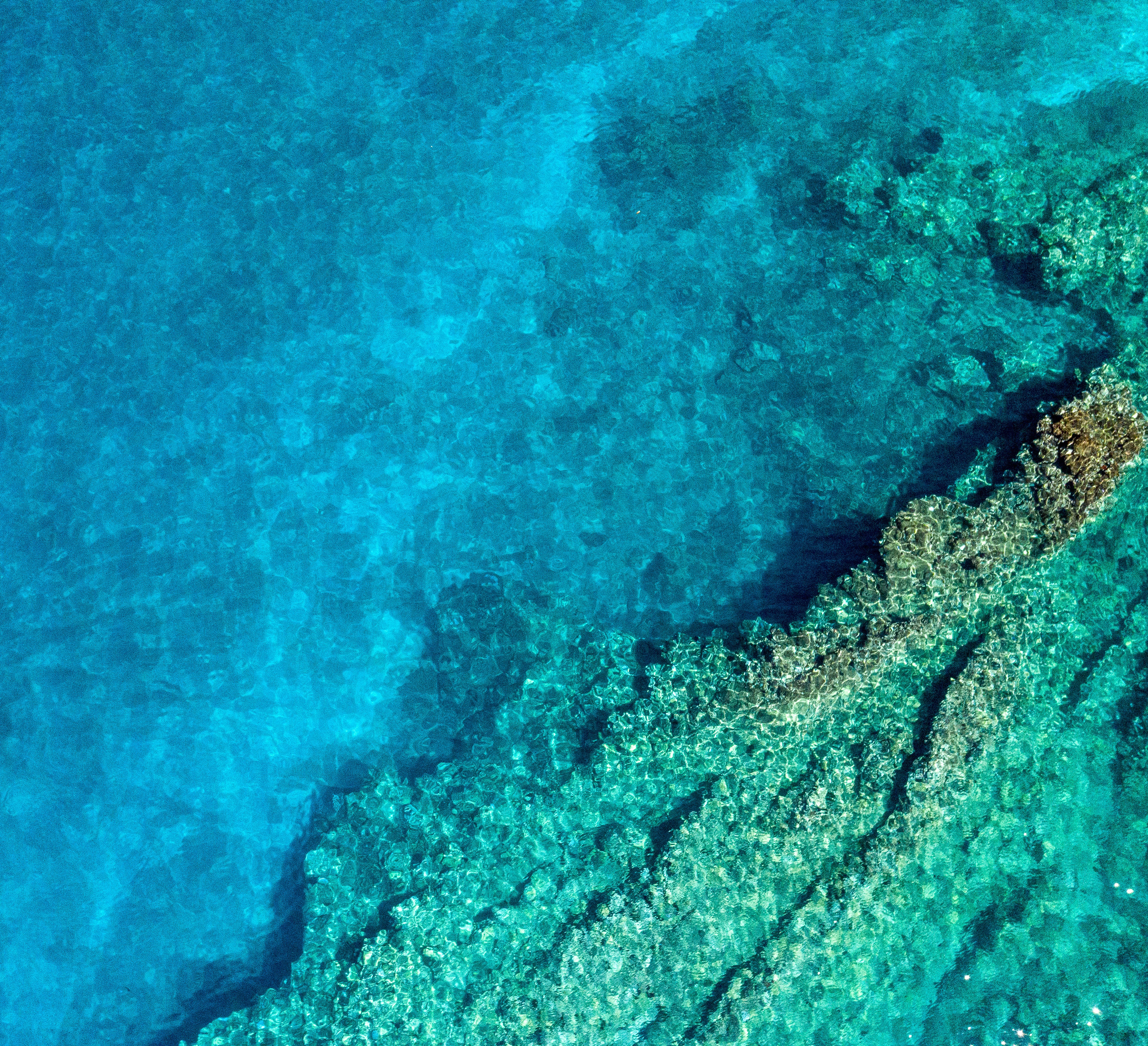 Overhead view of a pristine coral reef with vibrant corals and diverse saltwater fish