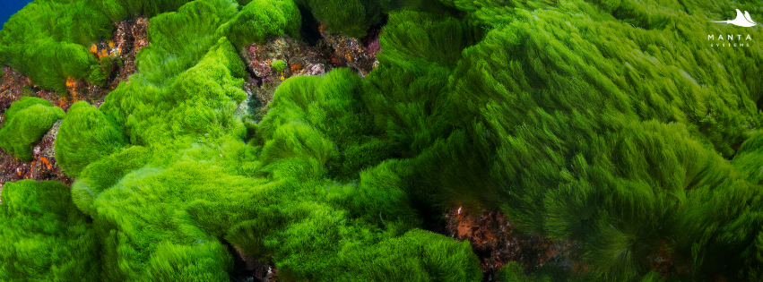 Green algae growing across marine rockwork