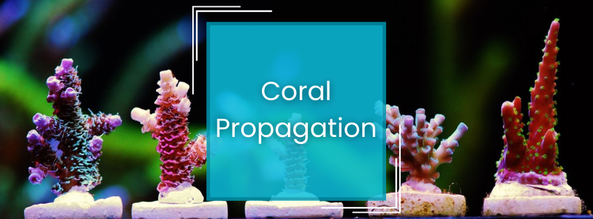 𝐌𝐚𝐬𝐭𝐞𝐫𝐢𝐧𝐠 𝐂𝐨𝐫𝐚𝐥 𝐏𝐫𝐨𝐩𝐚𝐠𝐚𝐭𝐢𝐨𝐧: 𝐀 𝐒𝐭𝐞𝐩-𝐛𝐲-𝐒𝐭𝐞𝐩 𝐆𝐮𝐢𝐝𝐞 𝐟𝐨𝐫 𝐑𝐞𝐞𝐟 𝐄𝐧𝐭𝐡𝐮𝐬𝐢𝐚𝐬𝐭𝐬