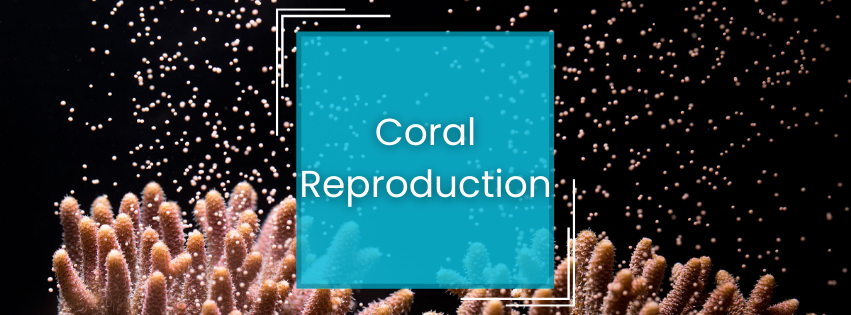 𝐂𝐨𝐫𝐚𝐥 𝐑𝐞𝐩𝐫𝐨𝐝𝐮𝐜𝐭𝐢𝐨𝐧: 𝐔𝐧𝐝𝐞𝐫𝐬𝐭𝐚𝐧𝐝𝐢𝐧𝐠 𝐇𝐨𝐰 𝐂𝐨𝐫𝐚𝐥𝐬 𝐆𝐫𝐨𝐰 𝐚𝐧𝐝 𝐌𝐮𝐥𝐭𝐢𝐩𝐥𝐲 𝐢𝐧 𝐘𝐨𝐮𝐫 𝐑𝐞𝐞𝐟 𝐓𝐚𝐧𝐤