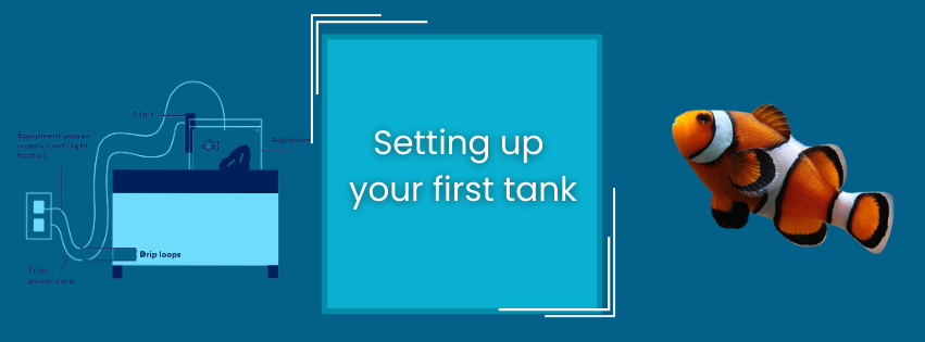 The Definitive Guide to Setting Up Your First Saltwater Aquarium