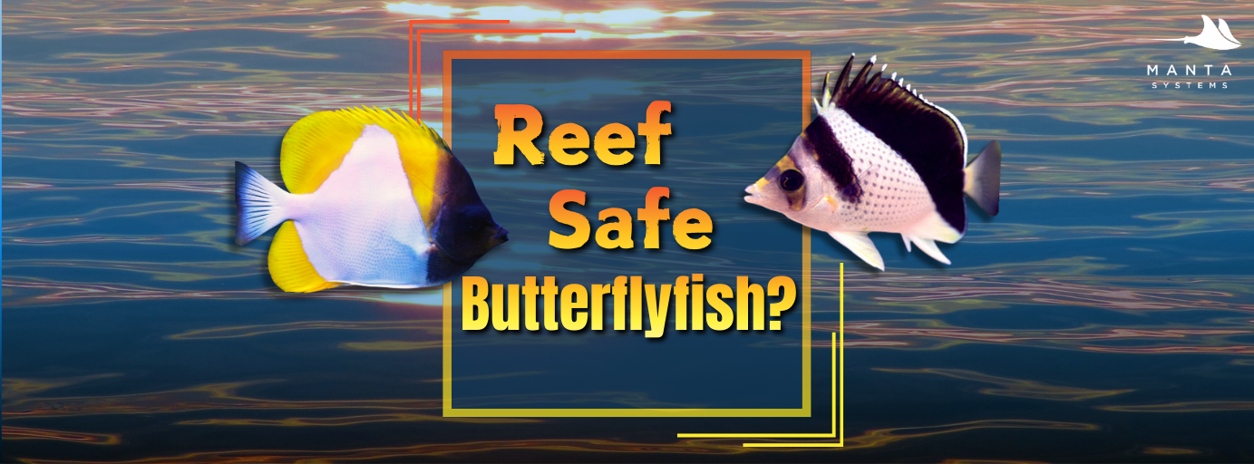 𝐓𝐡𝐞 𝐁𝐮𝐭𝐭𝐞𝐫𝐟𝐥𝐲𝐟𝐢𝐬𝐡 𝐃𝐢𝐥𝐞𝐦𝐦𝐚: 𝐅𝐢𝐧𝐝𝐢𝐧𝐠 𝐚 𝐓𝐫𝐮𝐥𝐲 𝐑𝐞𝐞𝐟-𝐒𝐚𝐟𝐞 𝐁𝐞𝐚𝐮𝐭𝐲