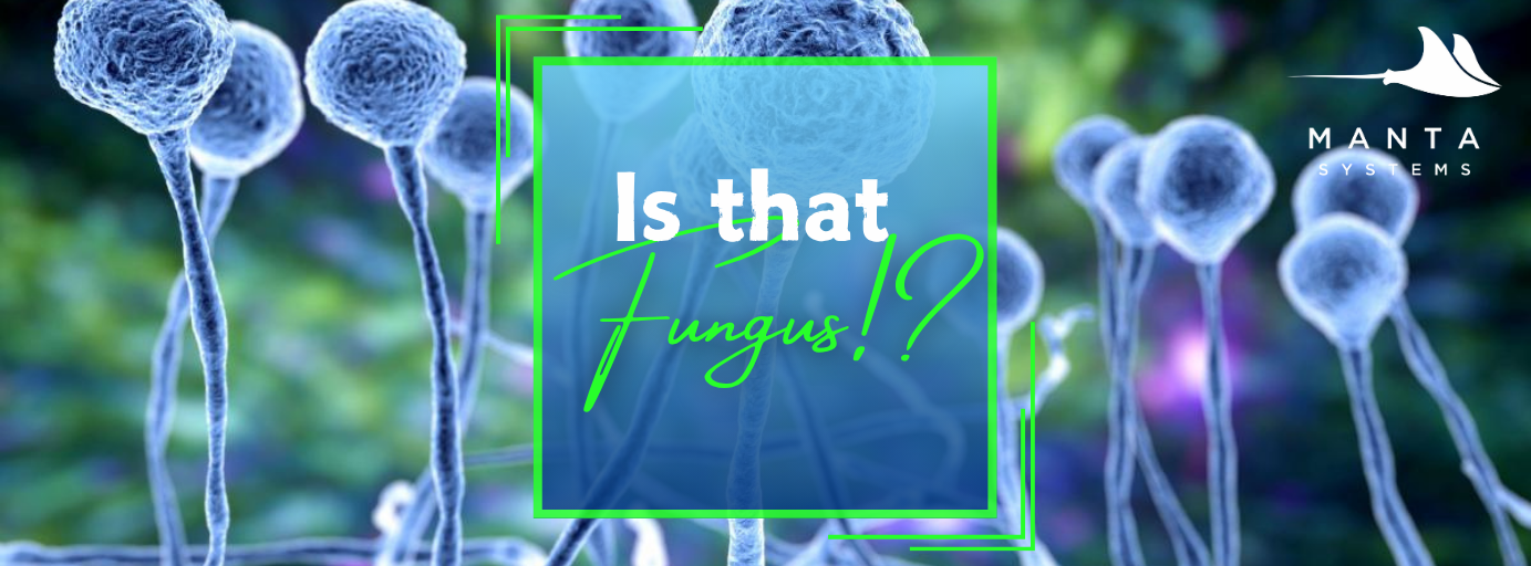 𝐈𝐝𝐞𝐧𝐭𝐢𝐟𝐲𝐢𝐧𝐠 𝐚𝐧𝐝 𝐓𝐫𝐞𝐚𝐭𝐢𝐧𝐠 𝐅𝐮𝐧𝐠𝐚𝐥 𝐈𝐧𝐟𝐞𝐜𝐭𝐢𝐨𝐧𝐬 𝐢𝐧 𝐒𝐚𝐥𝐭𝐰𝐚𝐭𝐞𝐫 𝐅𝐢𝐬𝐡—𝐀 𝐏𝐫𝐚𝐜𝐭𝐢𝐜𝐚𝐥 𝐆𝐮𝐢𝐝𝐞