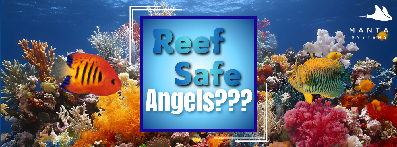 𝐀𝐧𝐠𝐞𝐥𝐟𝐢𝐬𝐡 𝐢𝐧 𝐭𝐡𝐞 𝐑𝐞𝐞𝐟 𝐓𝐚𝐧𝐤: 𝐀 𝐒𝐭𝐫𝐚𝐭𝐞𝐠𝐢𝐜 𝐆𝐮𝐢𝐝𝐞 𝐭𝐨 𝐃𝐰𝐚𝐫𝐟 𝐒𝐩𝐞𝐜𝐢𝐞𝐬