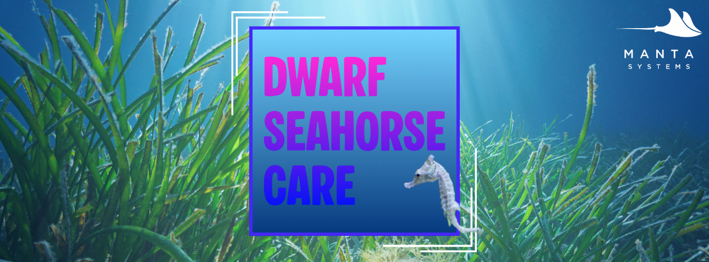 𝐃𝐰𝐚𝐫𝐟 𝐒𝐞𝐚𝐡𝐨𝐫𝐬𝐞 𝐂𝐚𝐫𝐞: 𝐓𝐡𝐞 𝐔𝐥𝐭𝐢𝐦𝐚𝐭𝐞 𝐆𝐮𝐢𝐝𝐞 𝐭𝐨 𝐇𝐢𝐩𝐩𝐨𝐜𝐚𝐦𝐩𝐮𝐬 𝐳𝐨𝐬𝐭𝐞𝐫𝐚𝐞