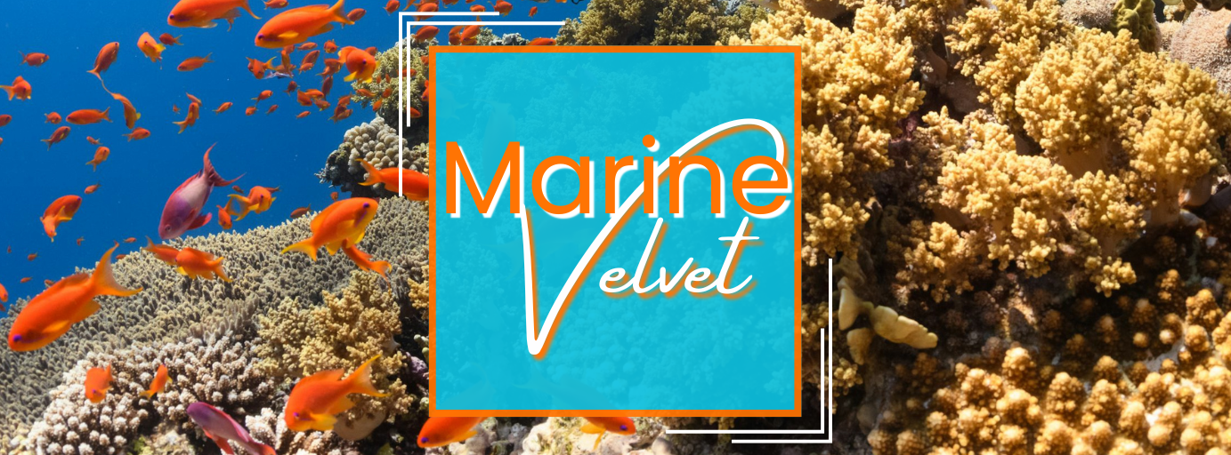 𝐔𝐧𝐝𝐞𝐫𝐬𝐭𝐚𝐧𝐝𝐢𝐧𝐠 𝐌𝐚𝐫𝐢𝐧𝐞 𝐕𝐞𝐥𝐯𝐞𝐭 𝐢𝐧 𝐒𝐚𝐥𝐭𝐰𝐚𝐭𝐞𝐫 𝐅𝐢𝐬𝐡: 𝐂𝐨𝐦𝐩𝐫𝐞𝐡𝐞𝐧𝐬𝐢𝐯𝐞 𝐆𝐮𝐢𝐝𝐞