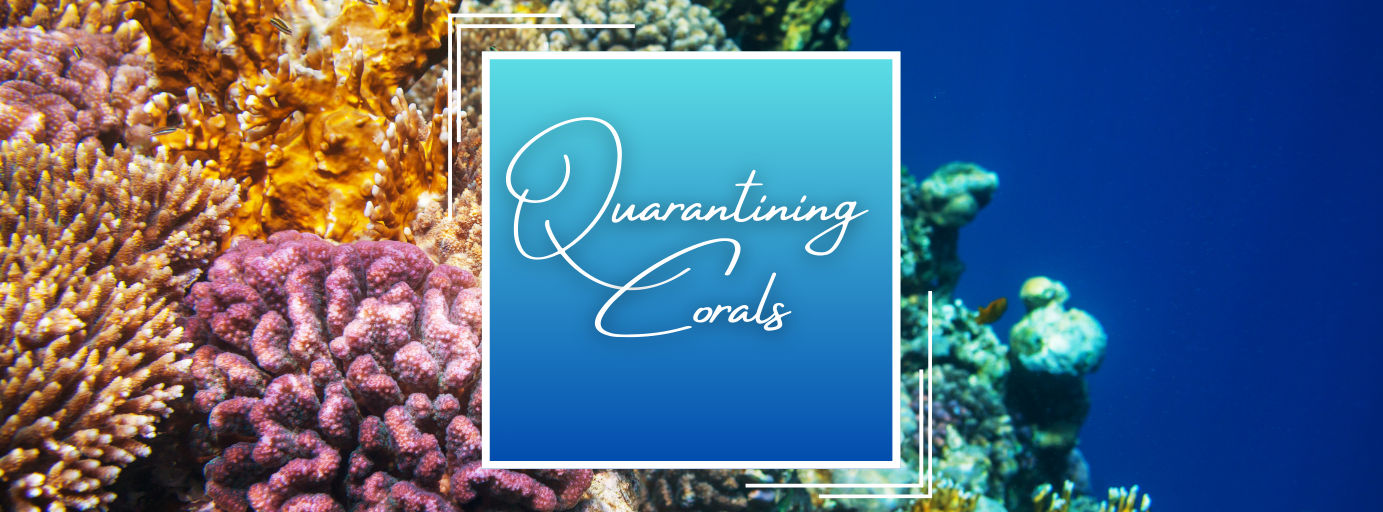 𝐇𝐨𝐰 𝐭𝐨 𝐏𝐫𝐨𝐩𝐞𝐫𝐥𝐲 𝐐𝐮𝐚𝐫𝐚𝐧𝐭𝐢𝐧𝐞 𝐂𝐨𝐫𝐚𝐥: 𝐀 𝐂𝐨𝐦𝐩𝐫𝐞𝐡𝐞𝐧𝐬𝐢𝐯𝐞 𝐆𝐮𝐢𝐝𝐞 𝐟𝐨𝐫 𝐌𝐚𝐫𝐢𝐧𝐞 𝐄𝐧𝐭𝐡𝐮𝐬𝐢𝐚𝐬𝐭𝐬