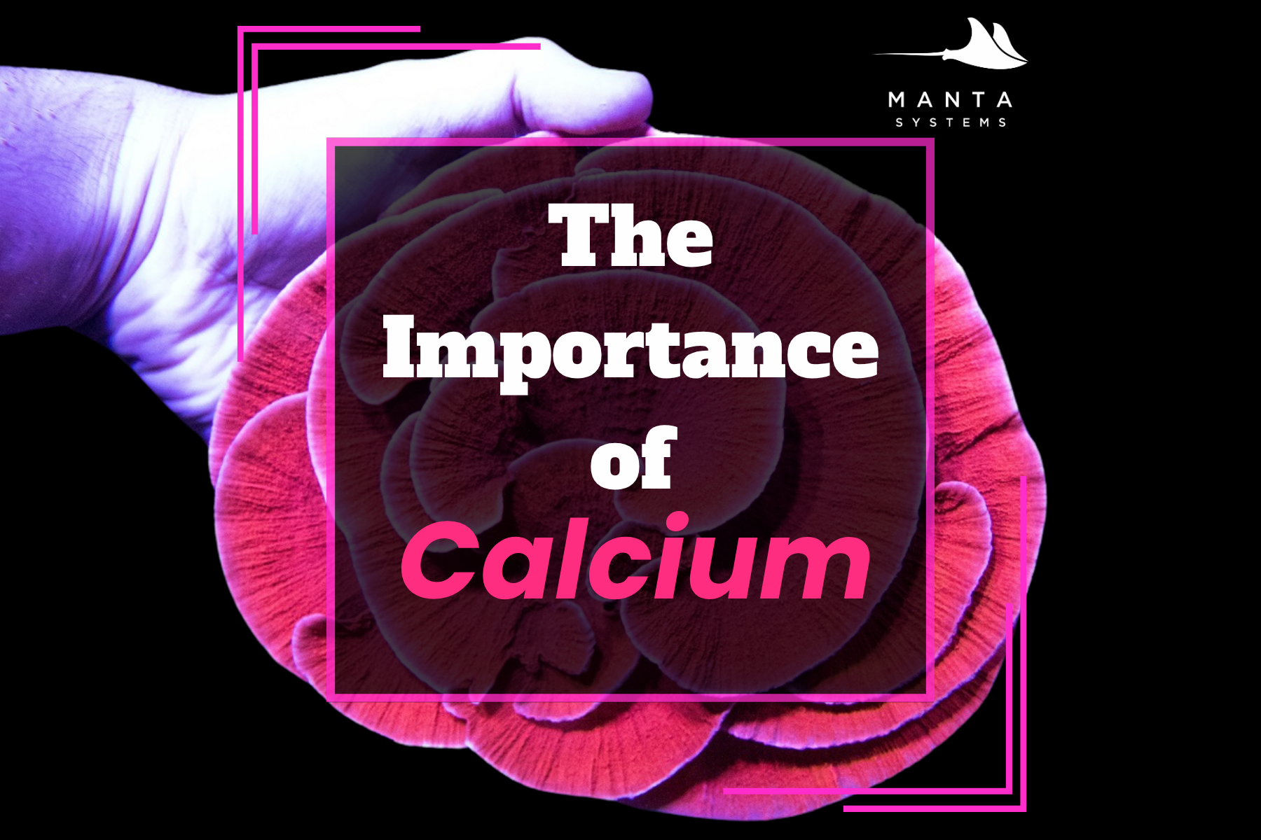 The Importance of Calcium — Manta Systems Reef Library