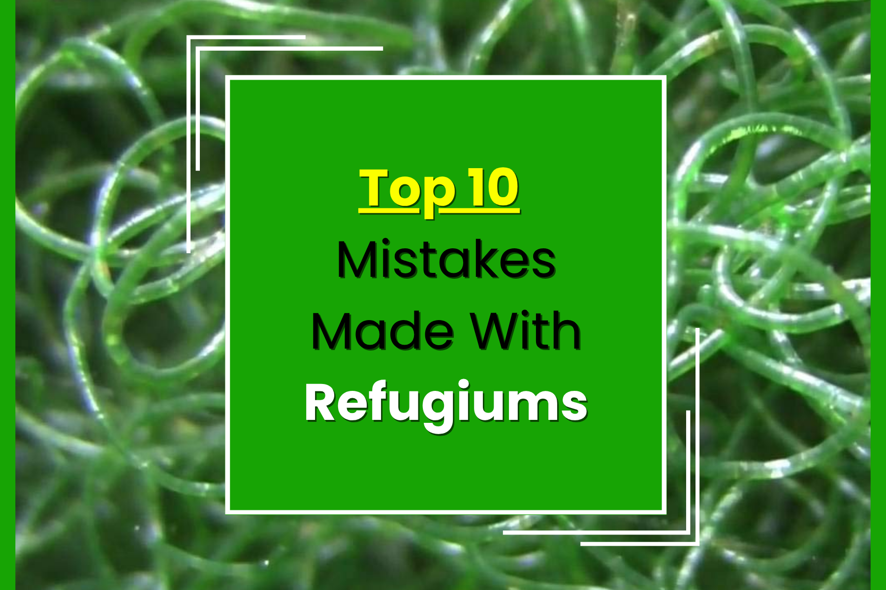 Top 10 Mistakes Made With Refugiums — Manta Systems Reef Library