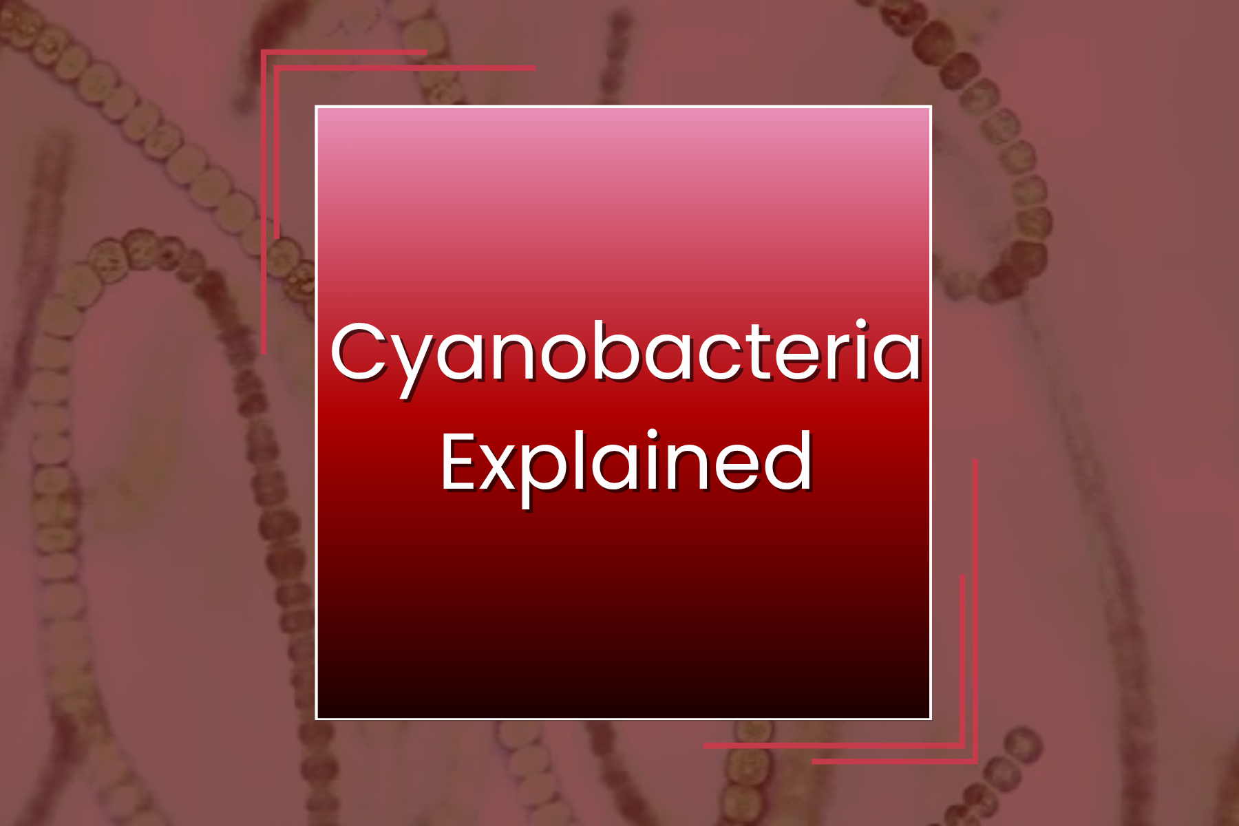 Cyanobacteria Explained — Manta Systems Reef Library