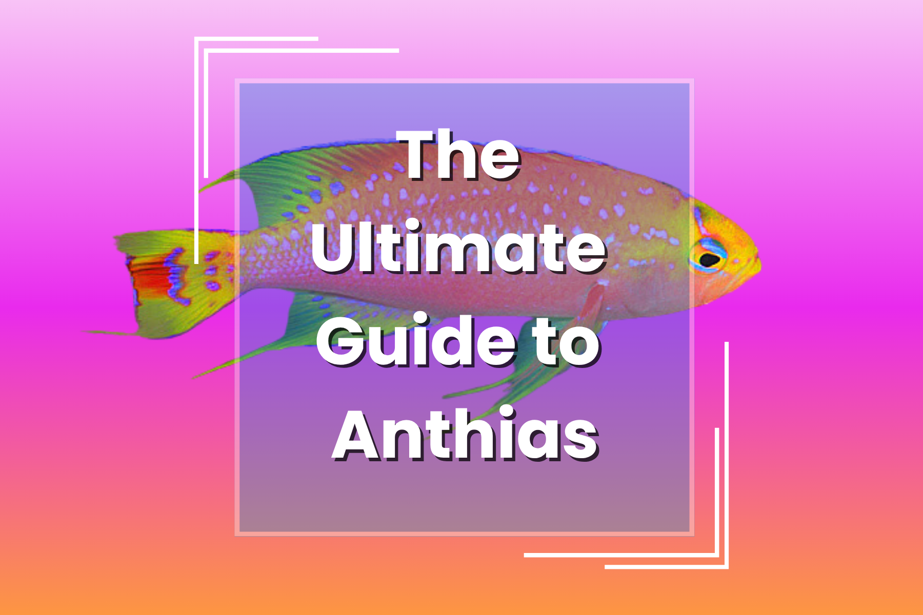 The Ultimate Guide to Anthias — Manta Systems Reef Library