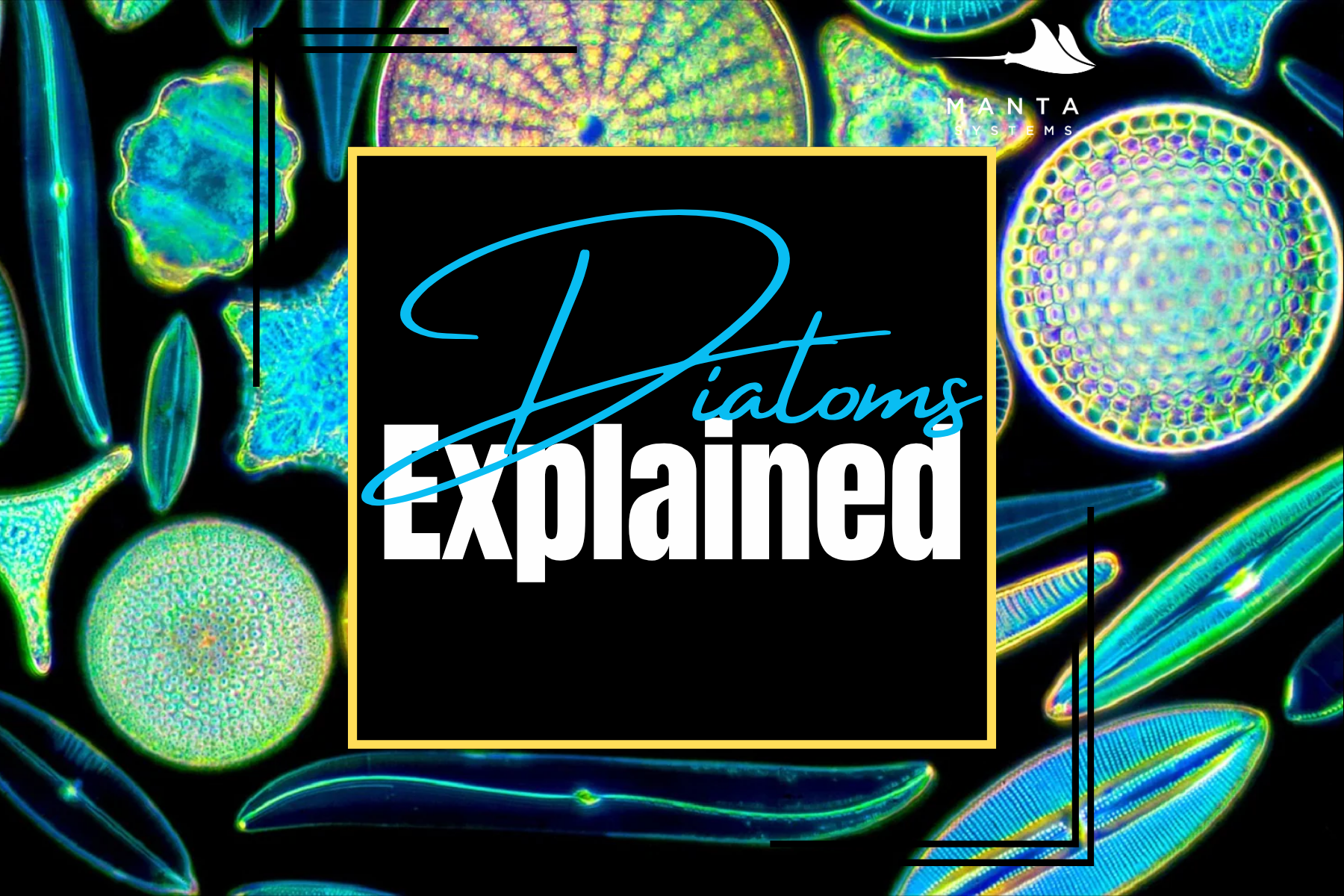 Diatoms Explained — Manta Systems Reef Library