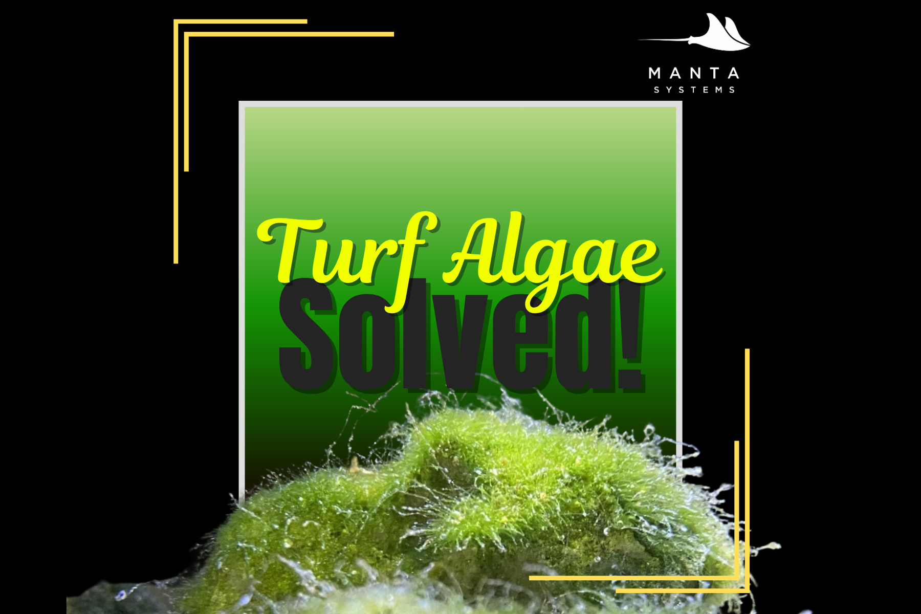 Turf Algae Solved — Manta Systems Reef Library