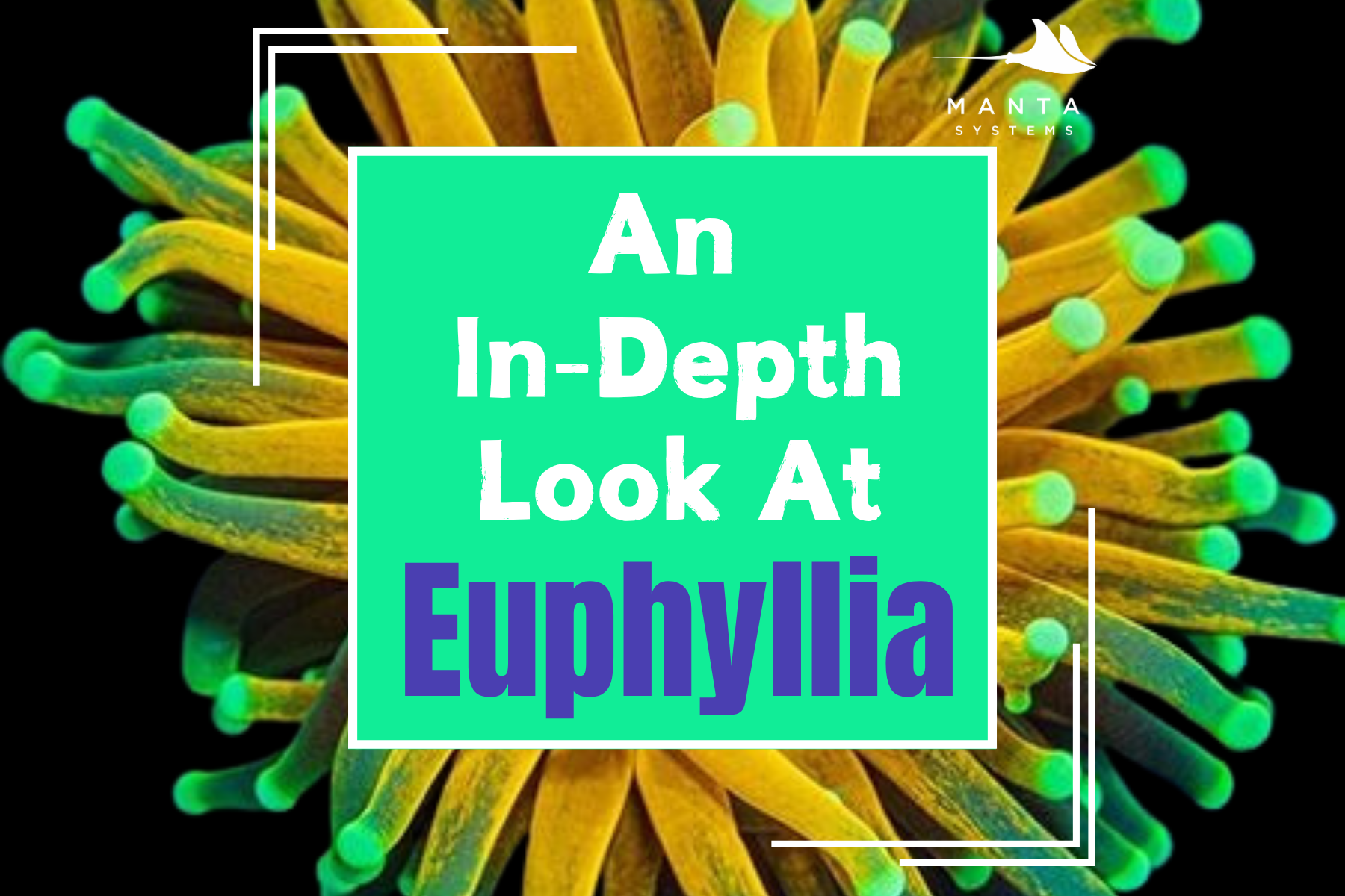 An In-Depth Look at Euphyllia — Manta Systems Reef Library