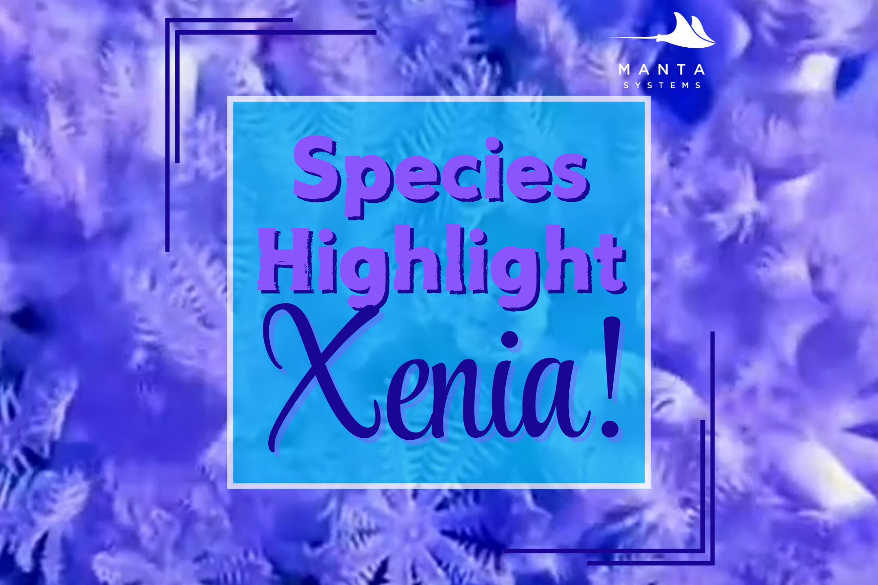 Species Highlight: Xenia — Manta Systems Reef Library