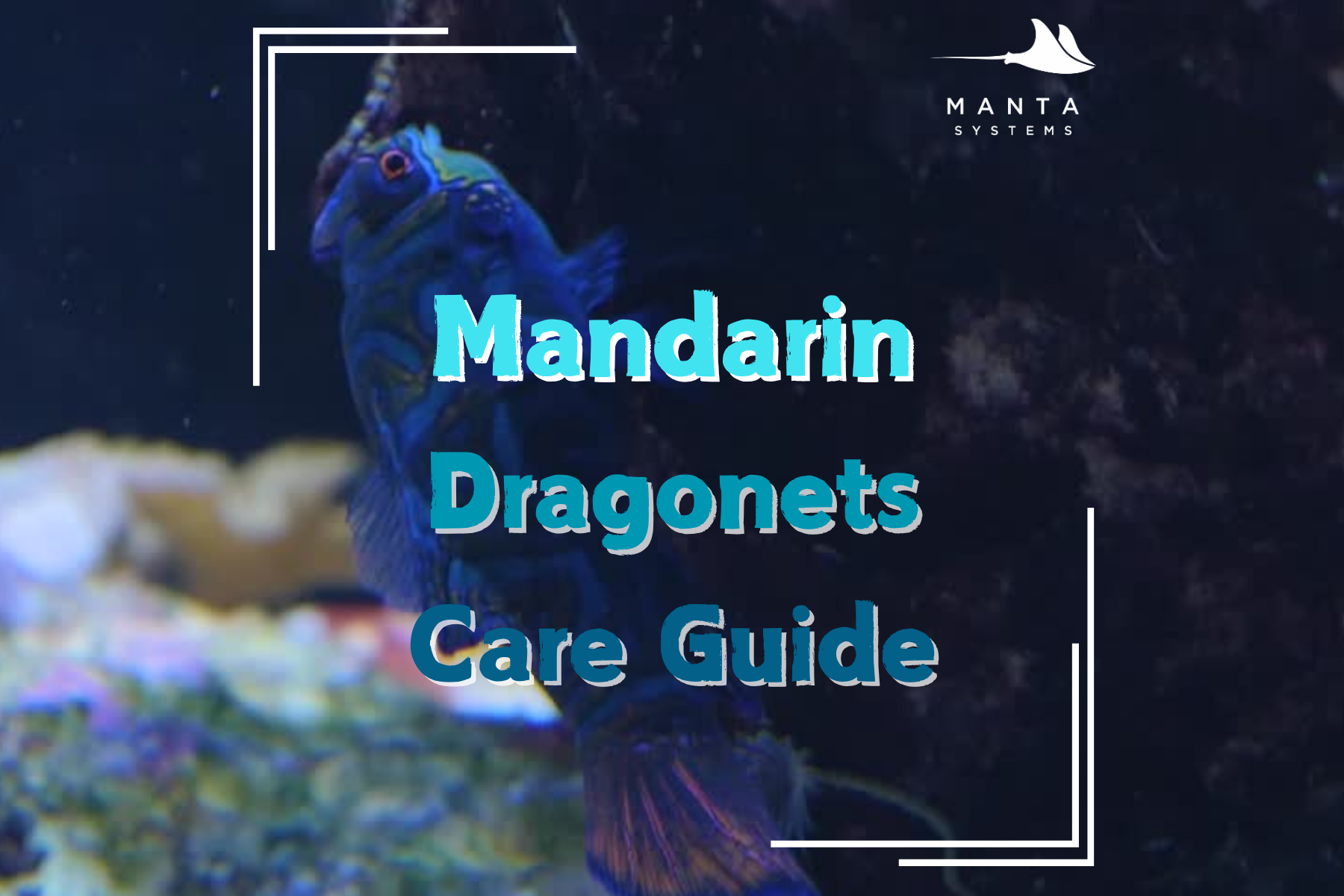 Mandarin Dragonets Care Guide — Manta Systems Reef Library
