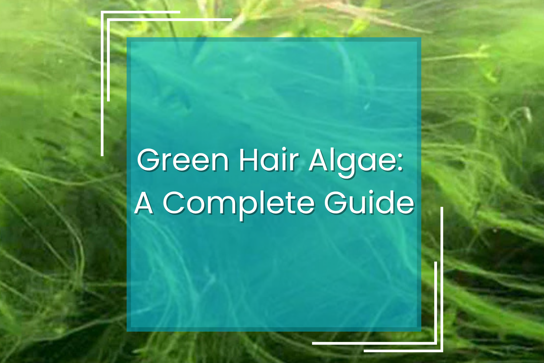 Green Hair Algae: A Complete Guide — Manta Systems Reef Library
