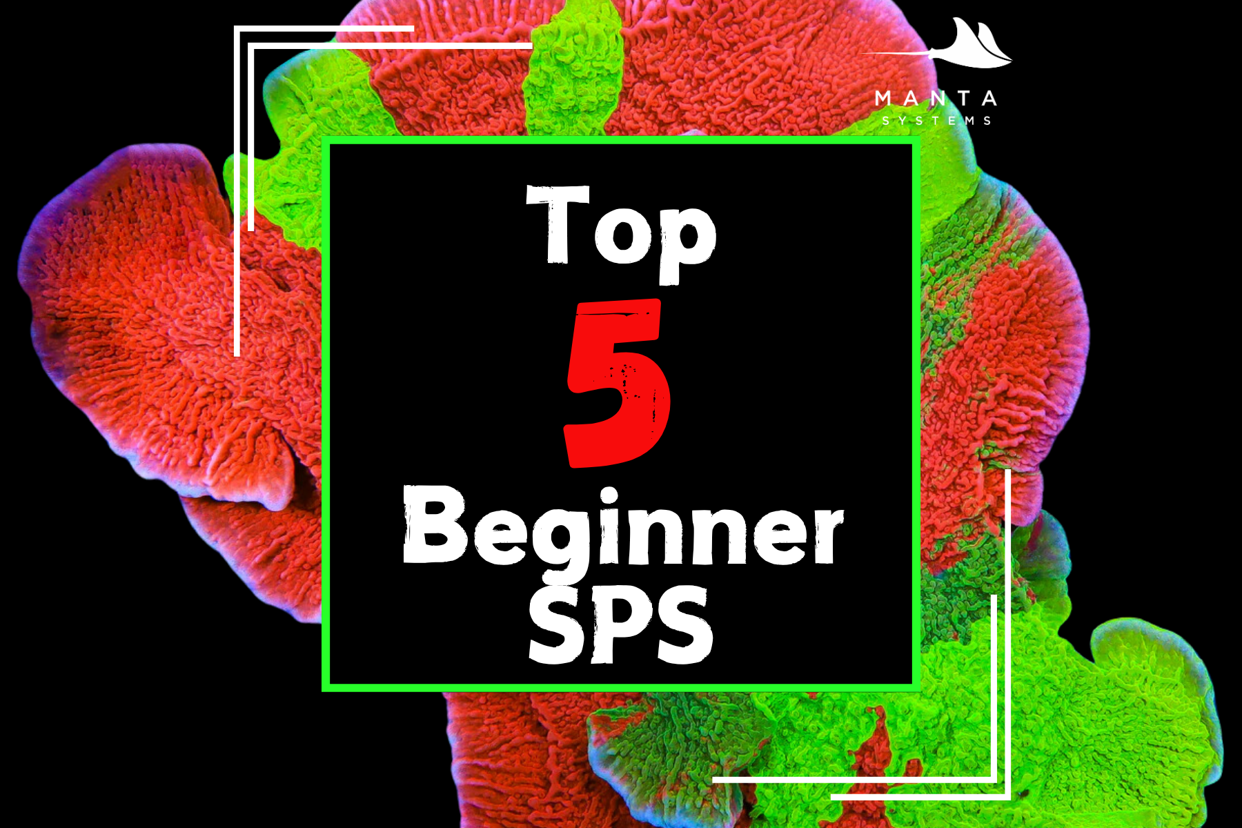 Top 5 Beginner SPS Corals — Manta Systems Reef Library