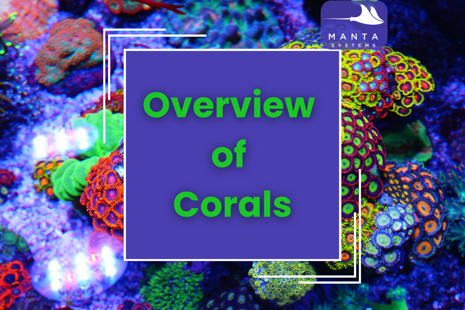 Overview of Corals — Manta Systems Reef Library