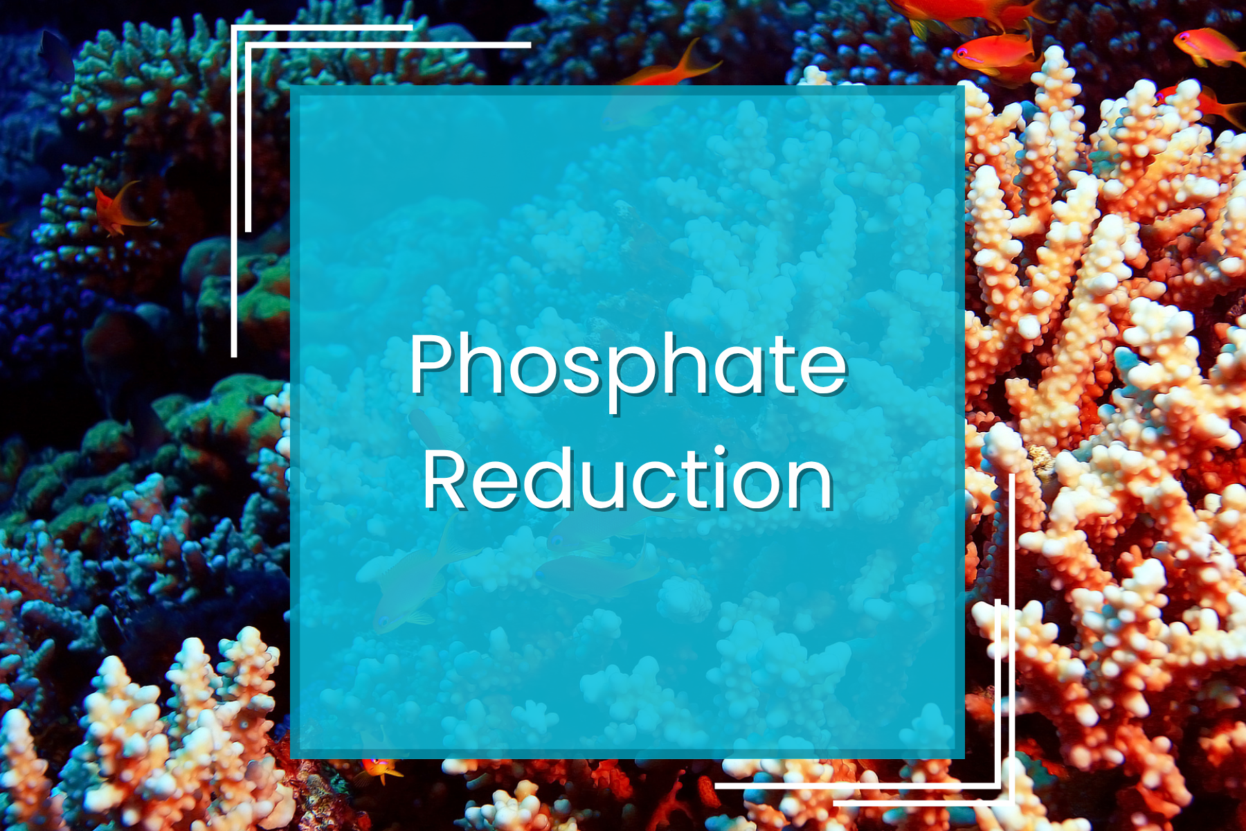 Phosphate Reduction — Manta Systems Reef Library