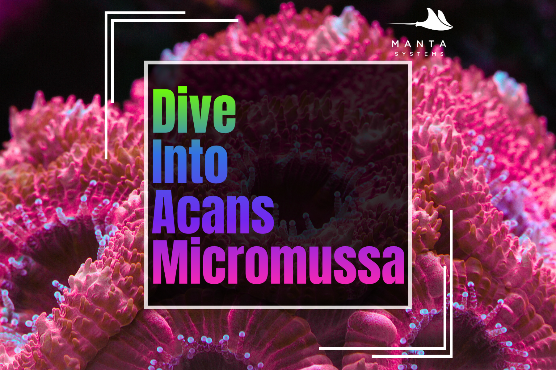 Dive Into Acans Micromussa