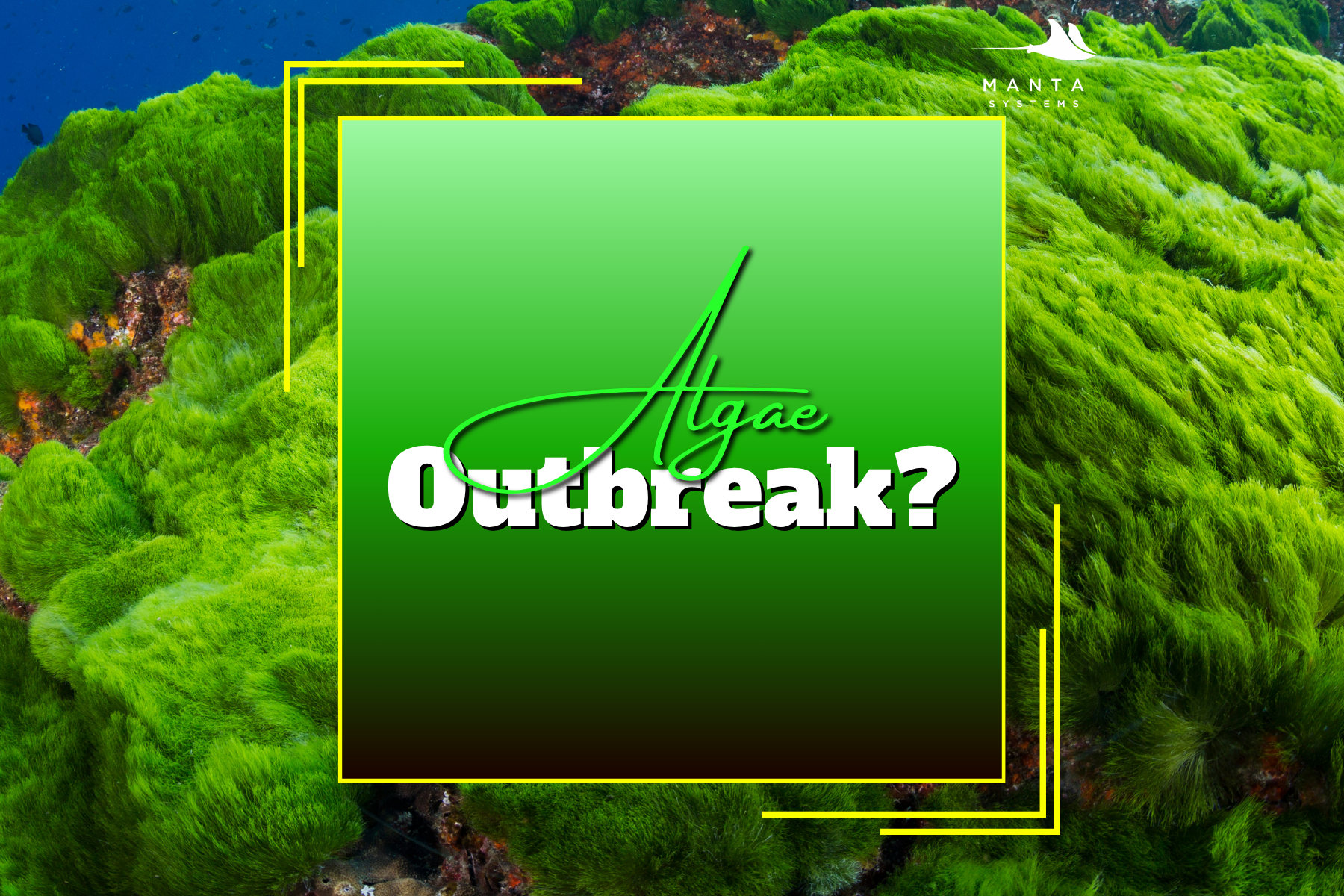 Algae Outbreak