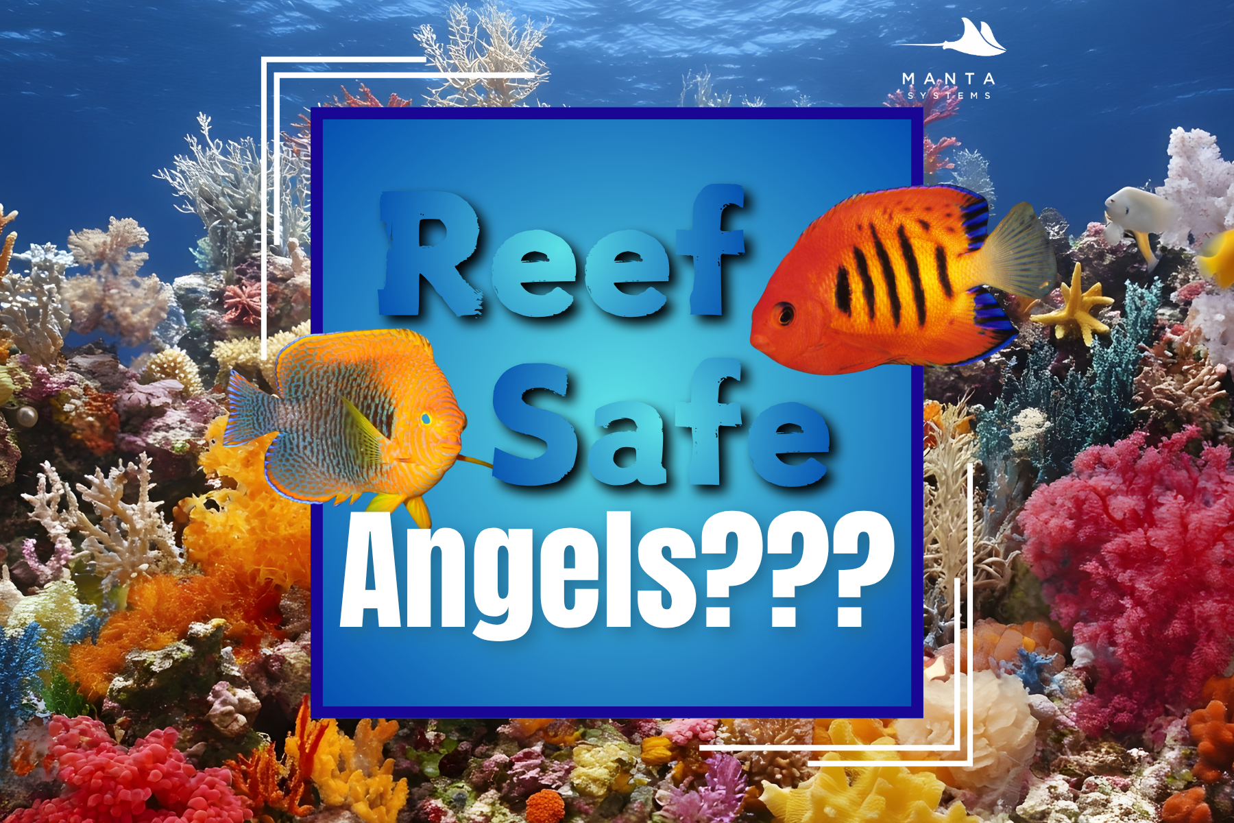 Reef safe dwarf angelfish guide