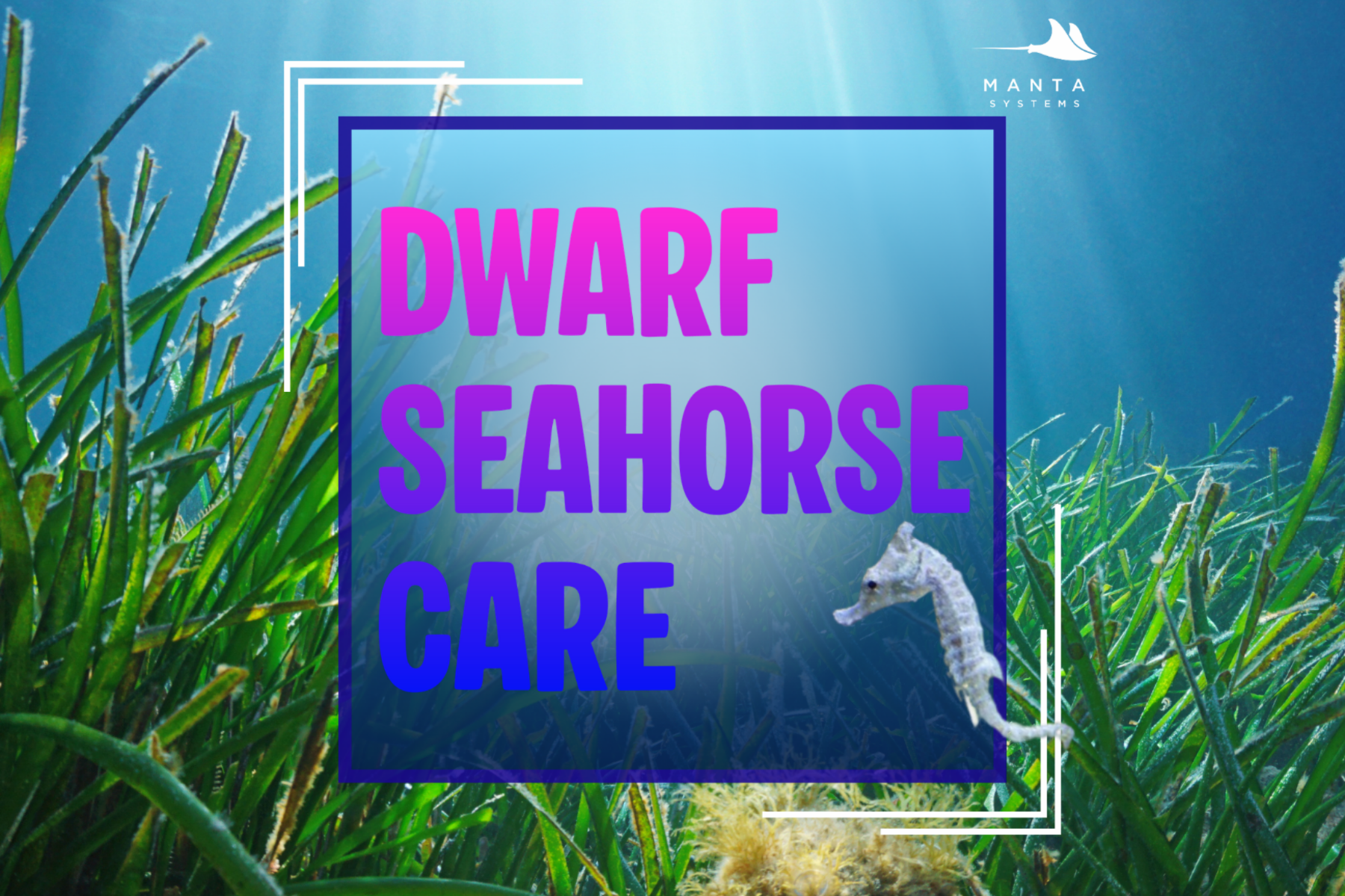 Dwarf seahorse care guide