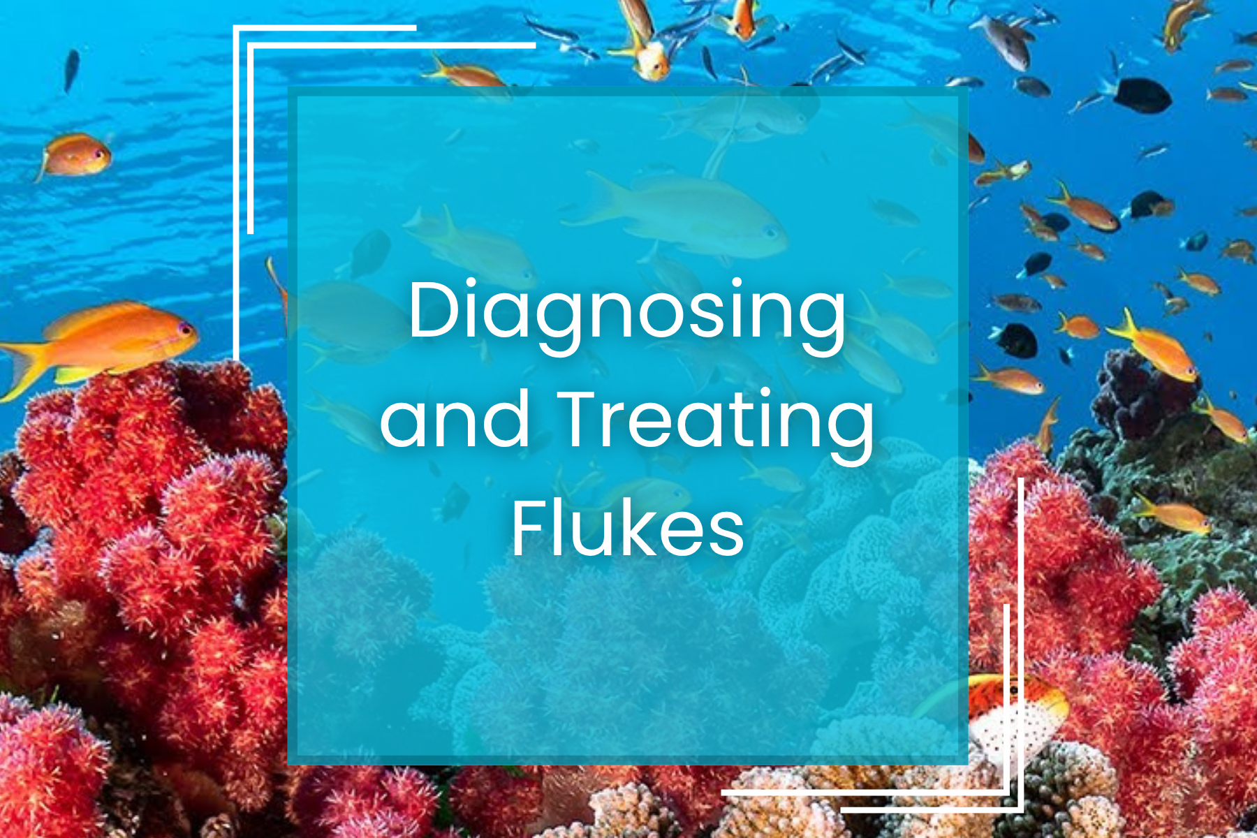 Diagnosing and Treating Flukes — Manta Systems Reef Library