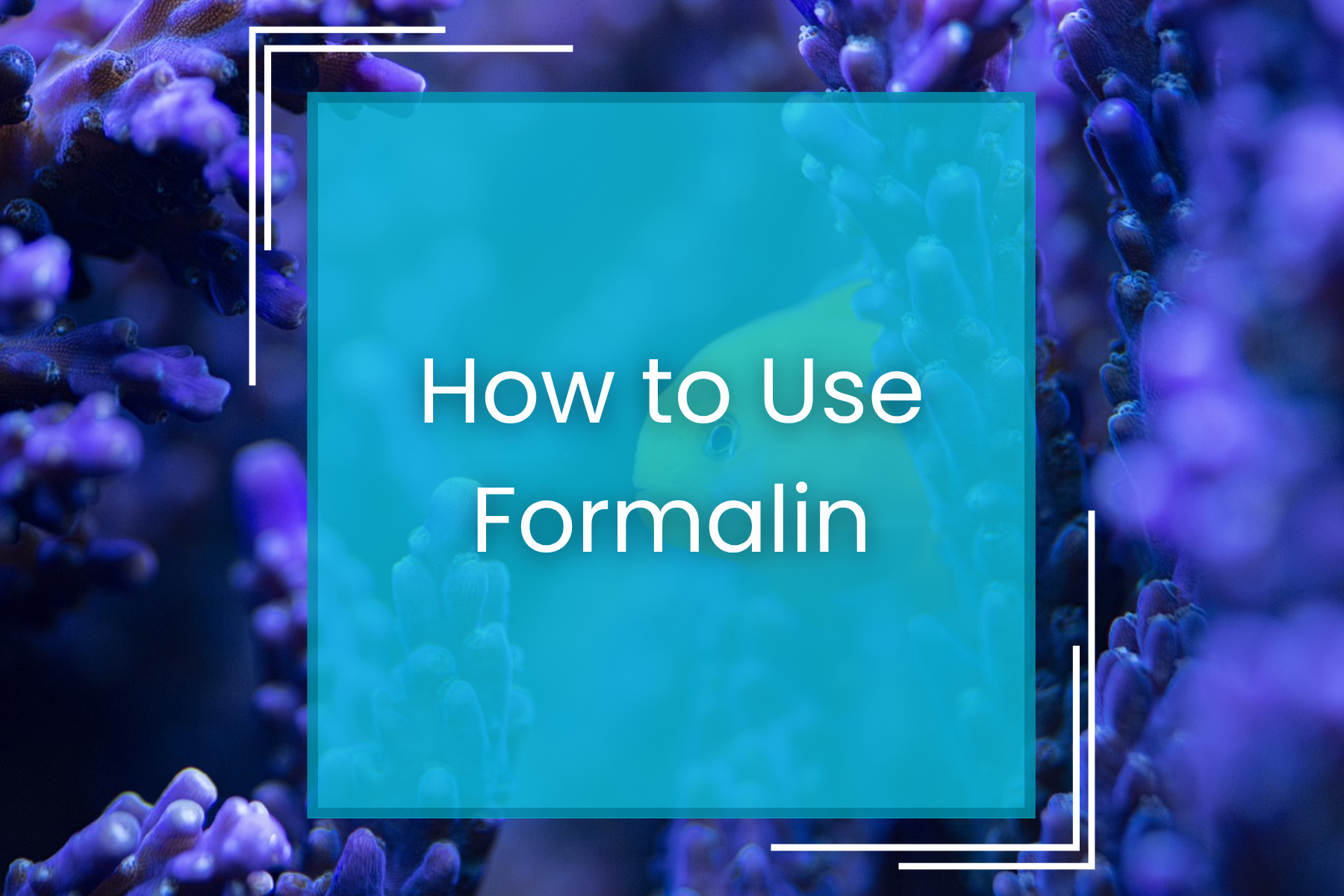 How to Use Formalin — Manta Systems Reef Library