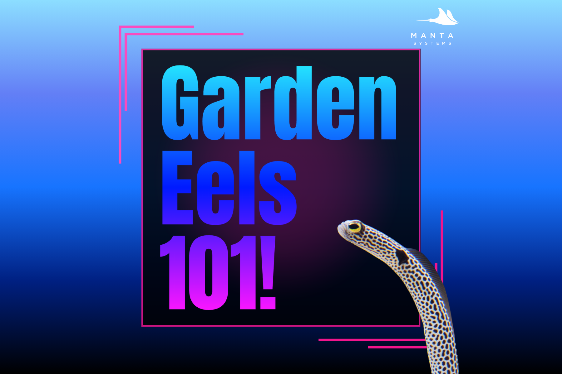 Garden Eels 101