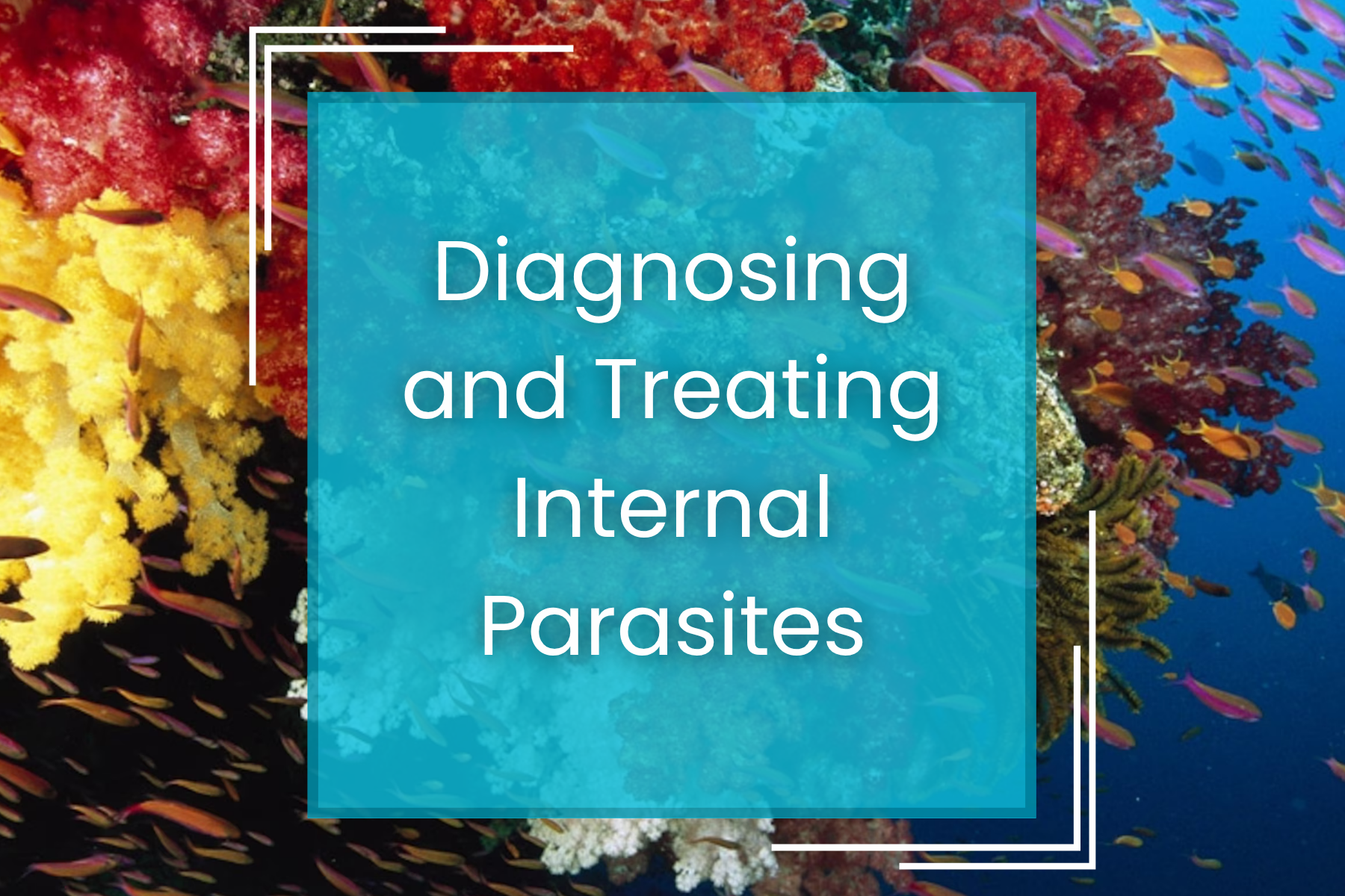 Diagnosing and Treating Internal Parasites
