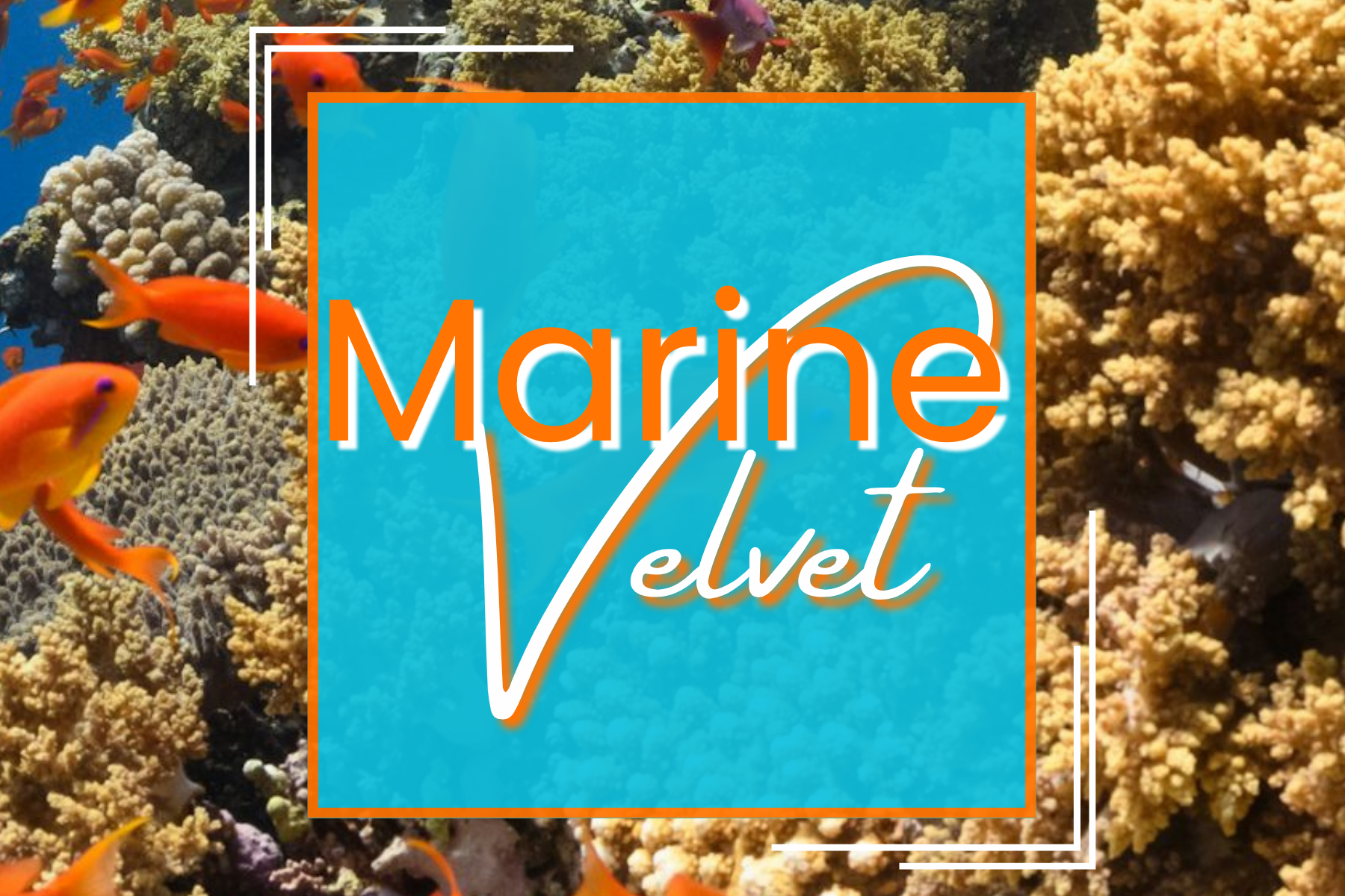 Marine Velvet identification and treatment guide