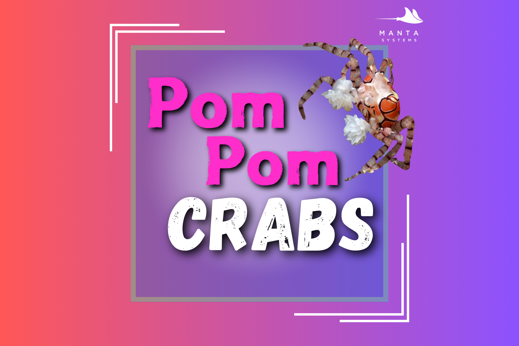 Pom Pom Crabs