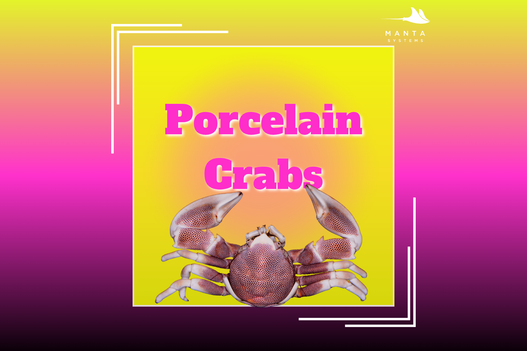 Porcelain Crabs