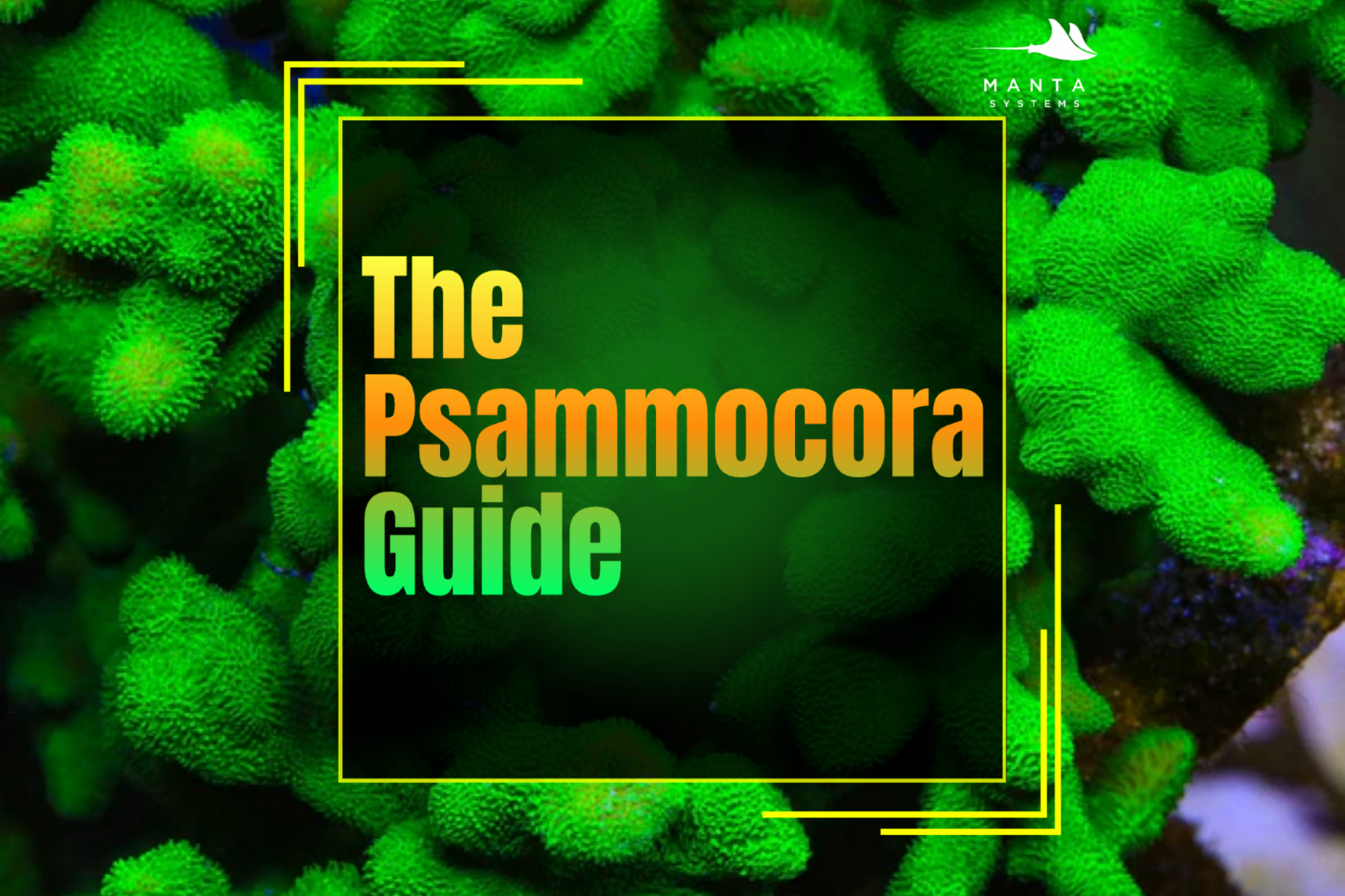 The Psammocora Guide