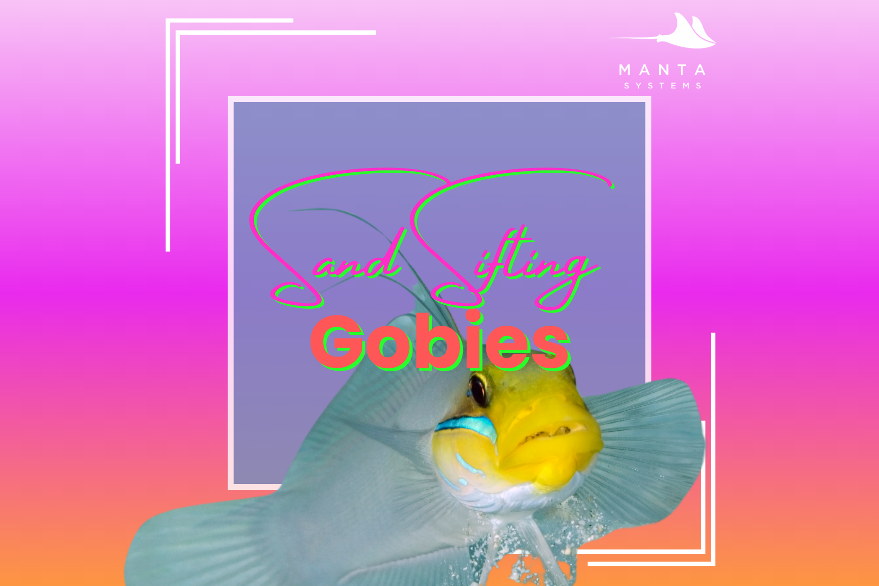 Sand Sifting Gobies