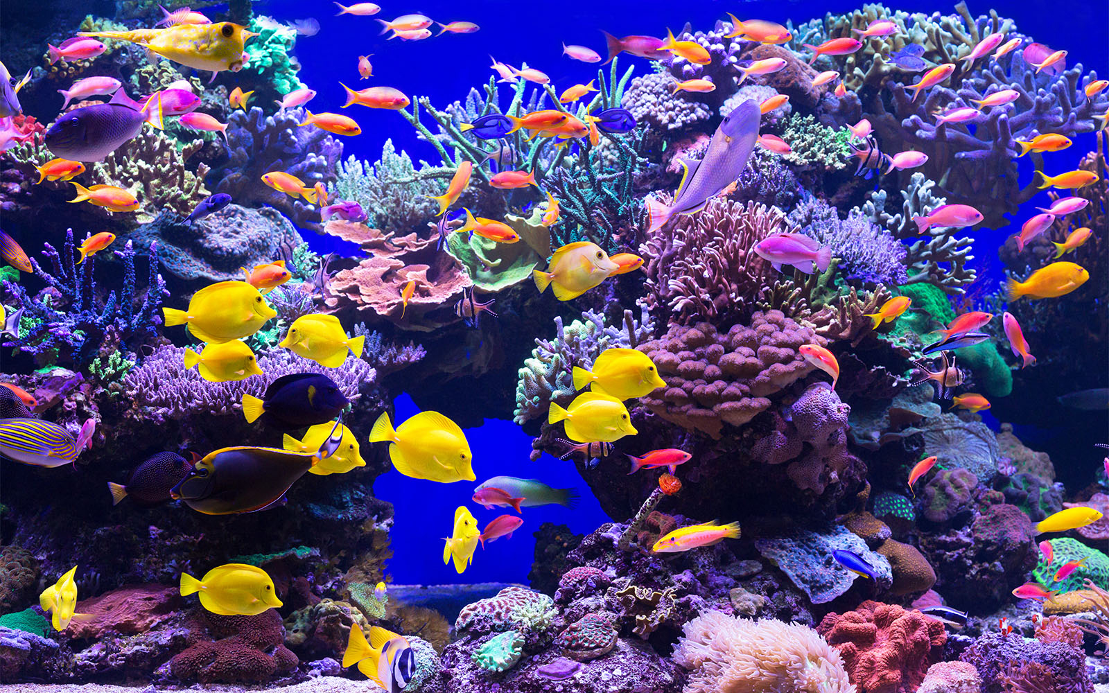 Saltwater reef aquarium with vibrant corals and healthy fish